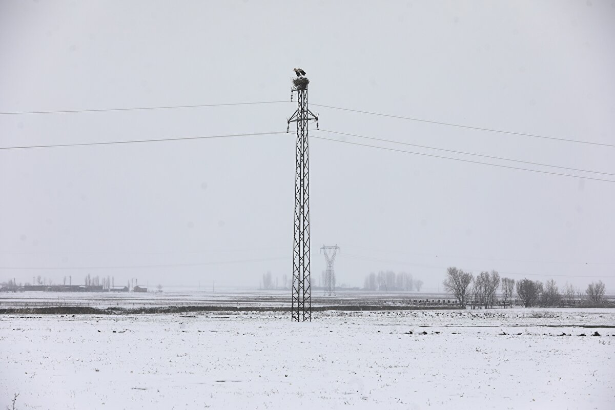 Özellikle Murat ve Karasu nehirlerine yakın yaşam alanlarını tercih eden leyleklerin yuvaları karla kaplandı.<br><br>