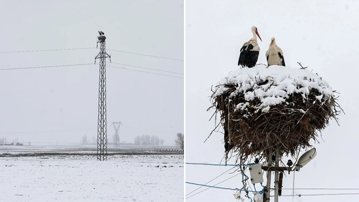 İlkbahar mevsiminin müjdecisi olarak bilinen leylekler, mart ayının ilk haftası itibarıyla Muş’a geldi.<br><br>