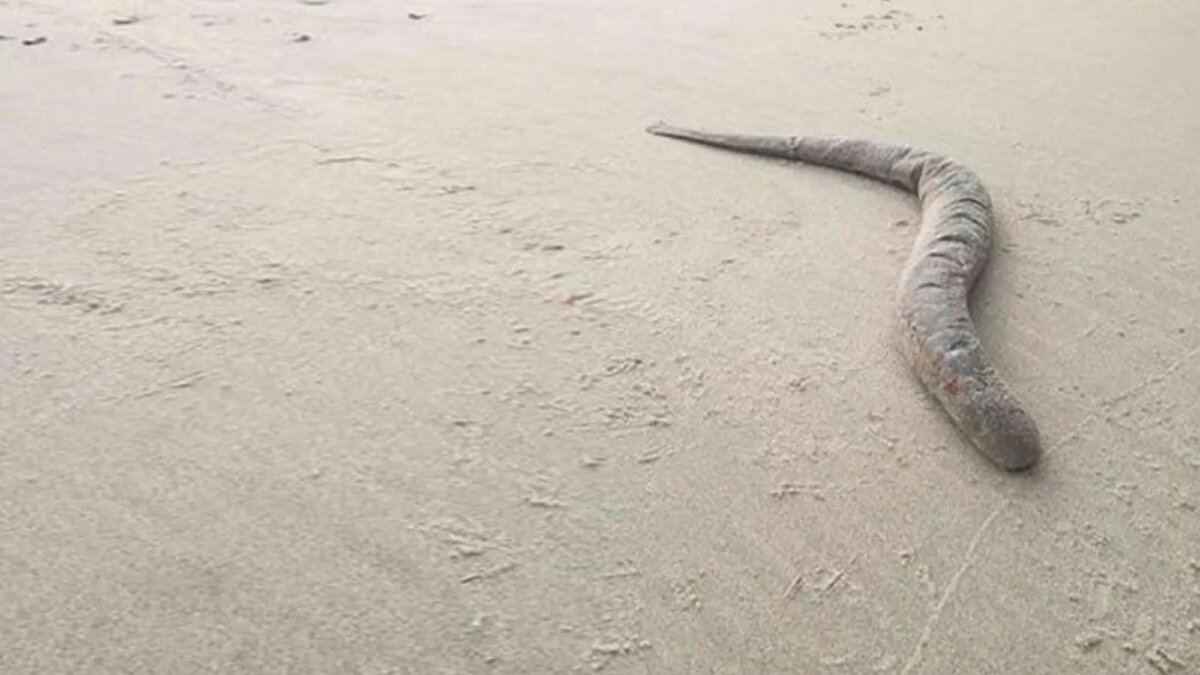 "SAHİLDE DAHA ÖNCE RASTLAMAMIŞTIM"<br><br>Sahip olduğu özellikleri nedeniyle "kan emici vampir balık" olarak da bilinen tür, ilk olarak biyolog Jarco Havermans tarafından tarafından keşfedildi. 83 santimetre uzunluğundaki gören Havermans, "Sahilde daha önce hiç rastlamamıştım. Onlar inanılmaz, neredeyse uzaylı gibi görünen balıklar ve aynı derecede harika bir yaşam tarzına sahipler" dedi.<br><br>YILIN BU ZAMANINDA NEHİRLERE İNEBİLİYOR<br><br>Deniz Taşemenleri, hayatlarının büyük bir bölümünü denizde, diğer balıkların kanlarıyla beslenerek geçiriyor. Ancak, yılın bu zamanında yetişkinler üremek için iç kısımdaki derelere ve nehirlere girebiliyor.