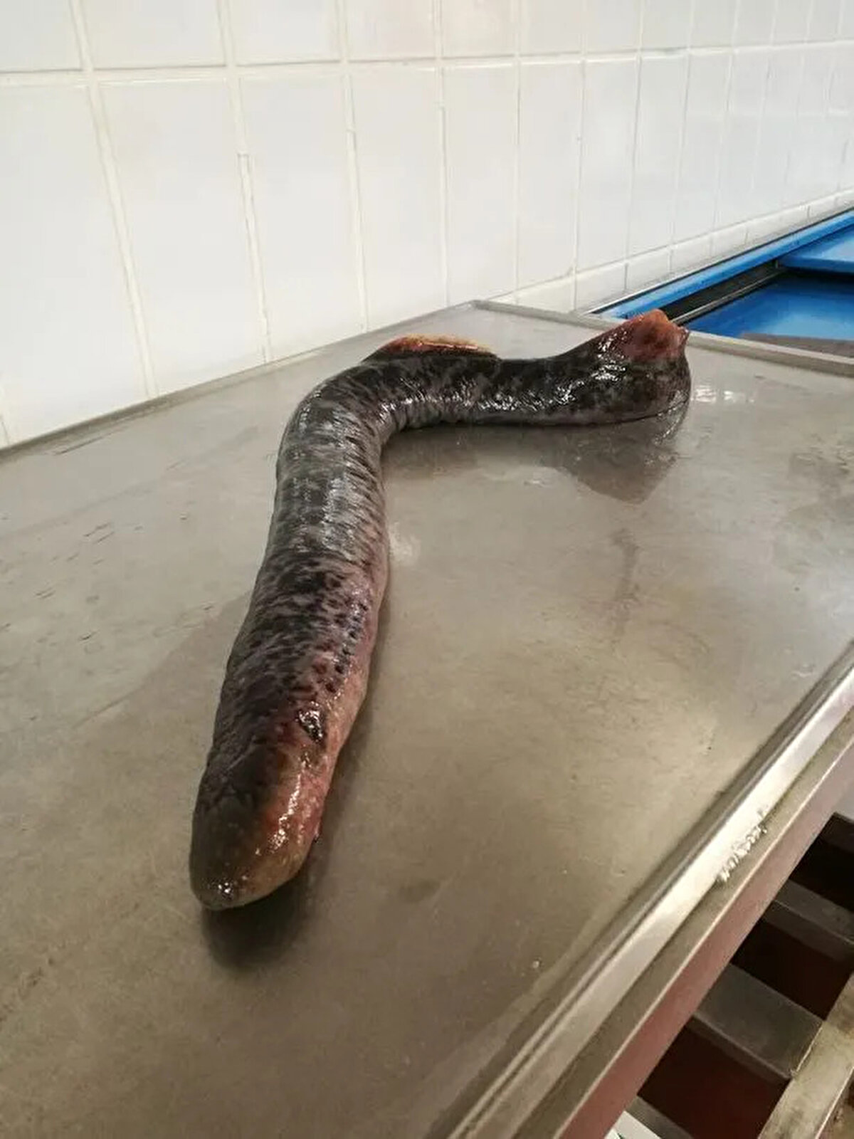 Dairesel diş dizilimi olan güçlü ağzı ile diğer balıkların kanlarıyla beslenen Deniz Taşemeni, Hollanda sahilinde yaklaşık 6 yıl sonra yeniden görüldü.<br><br>