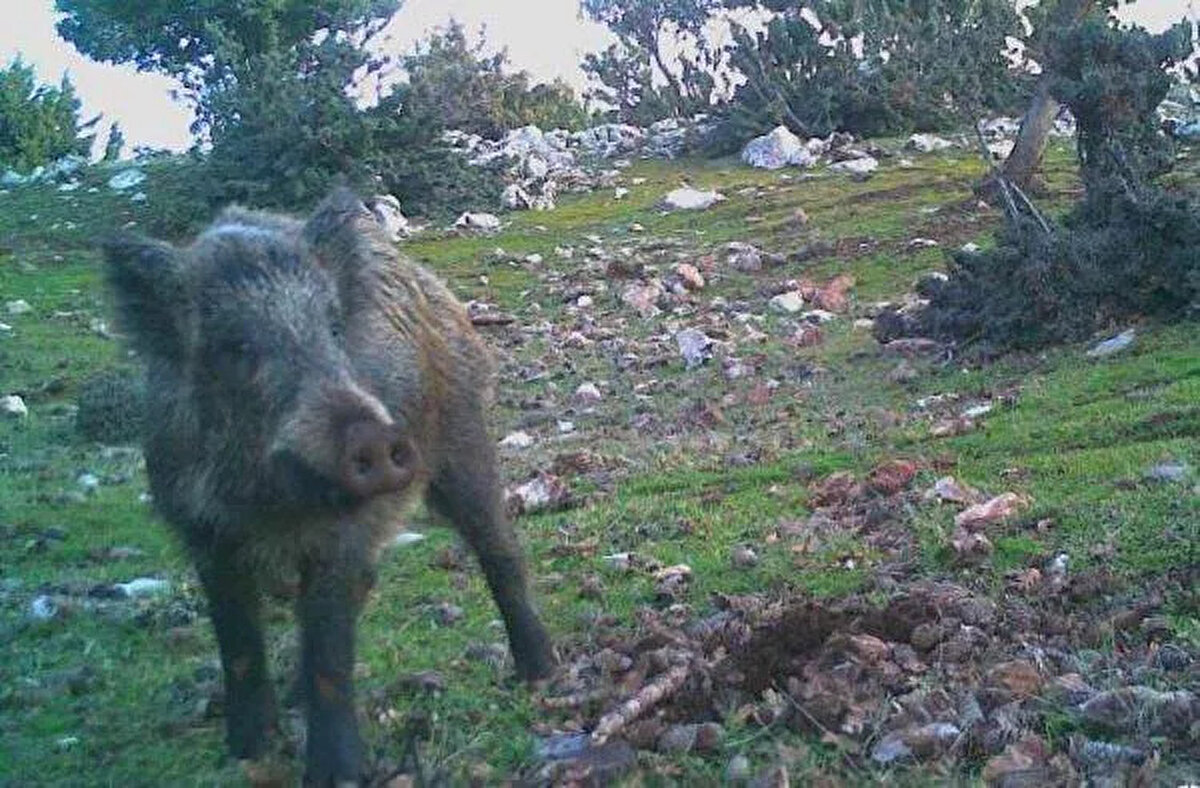 Bazen, 'Yaban hayvanı yavrusu bulduk' ihbarı alıyoruz. Biz de onlara özellikle hayvanın orada kalmasını ve takibini yapacağımızı söylüyoruz.<br><br>