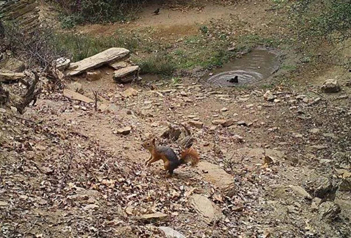 Bu kapsamda hem kurumsal hem de vatandaşların sorumluluğu var. Kaçak avcılık konusunda duyarlılık bekliyoruz" diye konuştu.<br><br>