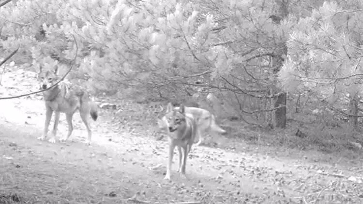 Gündüz ve gece kayıtta olan 348 foto kapandan Manisa'daki 43 fotokapan tarafından kurt, domuz, tilki, çakal, geyik, karaca gibi birçok hayvan görüntülendi.<br><br>