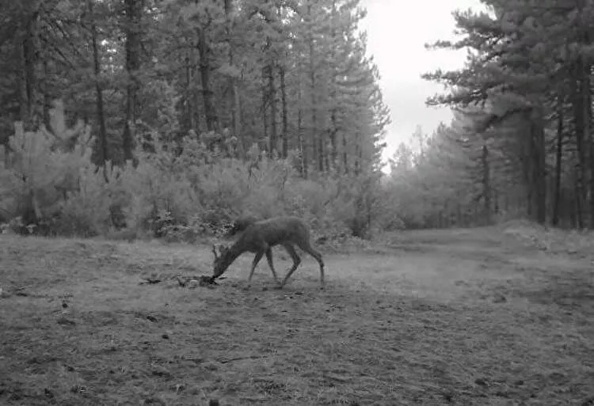 Vatandaşlarımız gördükleri yaralı yaban hayvanlarını bize bildirebilirler. Tedavilerinin ardından tekrar aynı bölgede doğaya salıyoruz.<br><br>