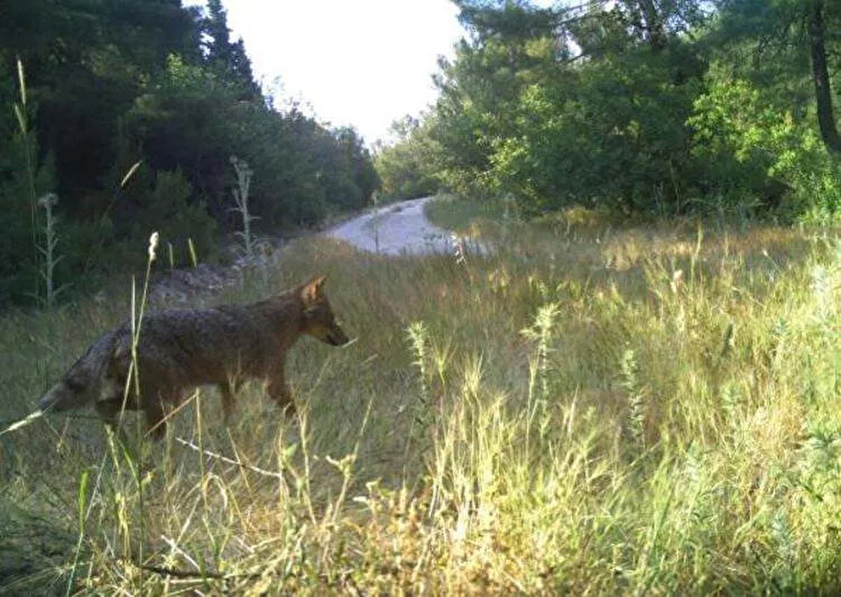 Yaban hayatımız ülke olarak zenginliğimiz, bu zenginliği koruyup geliştirip gelecek kuşaklara aktarmamız gerekiyor.<br><br>