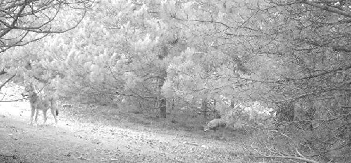 'MANİSA, YABAN HAYATI KONUSUNDA ŞANSLI' <br><br><br>Özellikle Manisa'da kurt sürüsü ilk kez görüntülenirken, Doğa Koruma ve Milli Parklar 4’üncü Bölge Müdürlüğü Avcılık ve Yaban Hayatı Şube Müdürü Hasan Paşalı, son dönemlerde kentte kurt popülasyonunun arttığını söyledi.