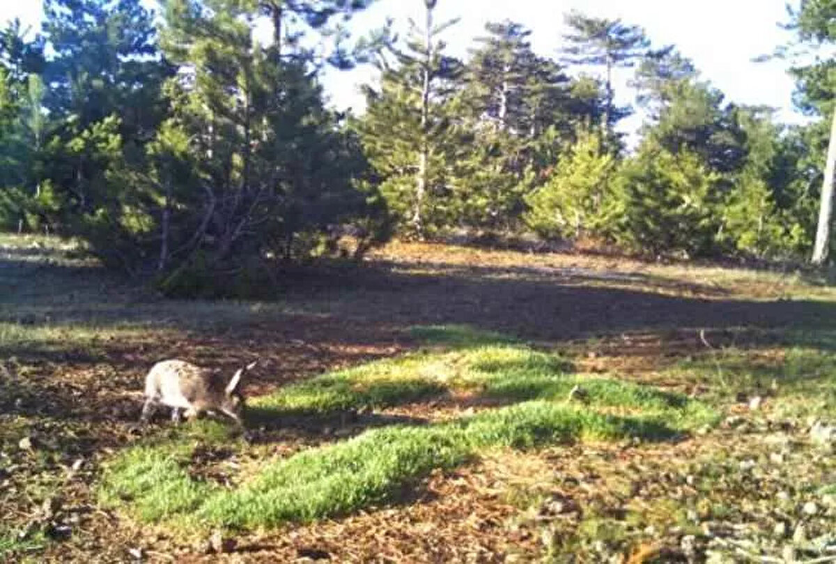 Yaptığımız incelemenin ardından beklediğimiz birkaç günün ardından yavru hayvan aynı yerindeyse gerekli çalışmaları yaparak, bakımını yapmak üzere o bölgeden alıyoruz.<br><br>