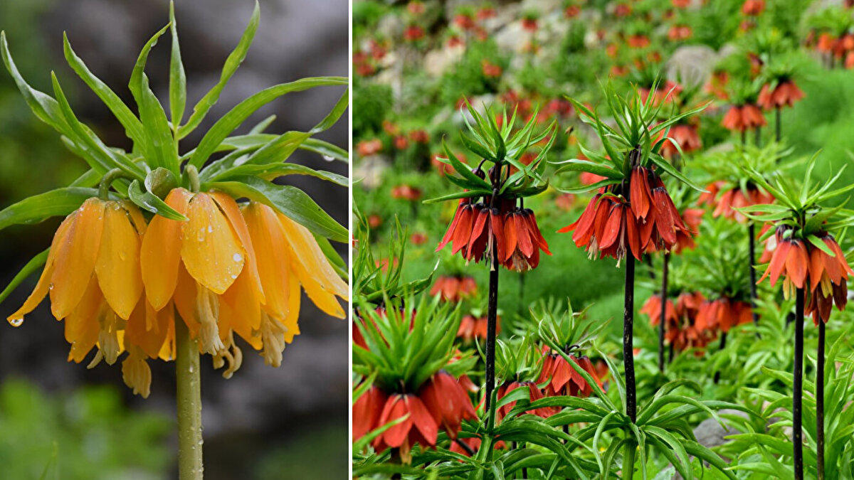 Doğa Koruma ve Milli Parklar Siirt Şube Müdürlüğünden yapılan açıklamada, ters lalelerin korunmasına yönelik çalışmaların sürdüğü belirtildi.
