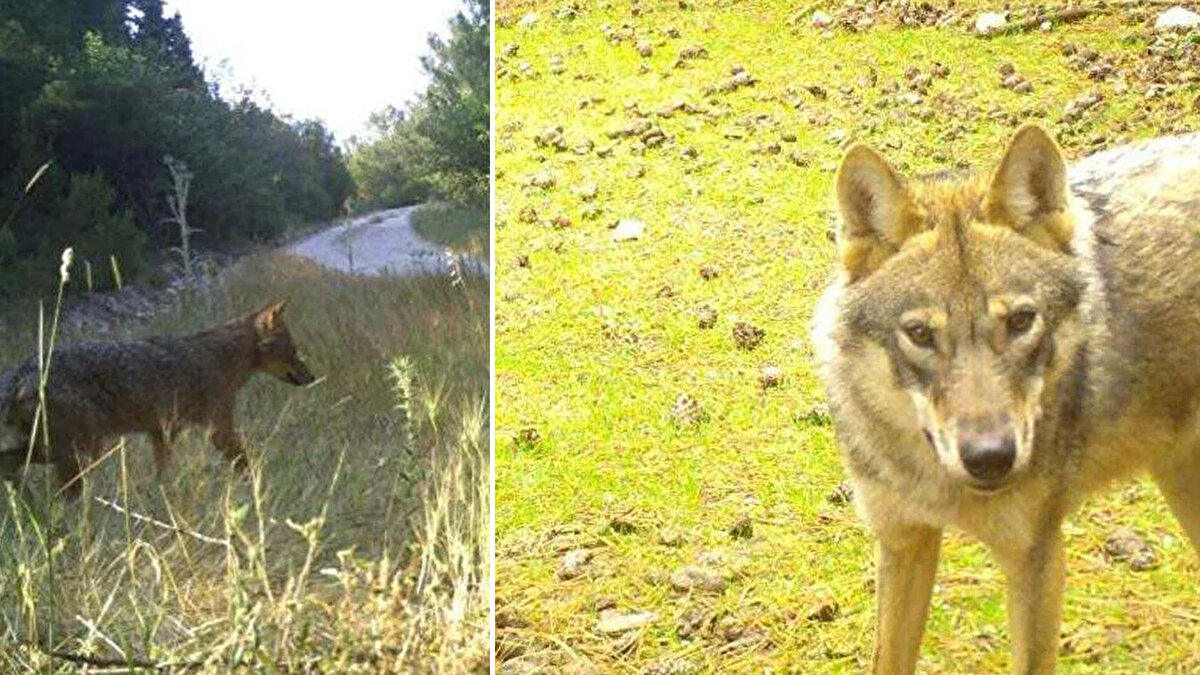 Tarım ve Orman Bakanlığı, Doğa Koruma ve Milli Parklar 4'üncü Bölge Müdürlüğü Avcılık ve Yaban Hayatı Şube Müdürlüğü'nün yaban hayatını izlemek için Manisa, İzmir, Muğla ve Aydın'daki farklı ormanlık alanlara yerleştirdiği foto kapanlar ile avcılıkla mücadele edilirken, aynı zamanda yaban hayvanlarının doğal yaşamı görüntüleniyor.