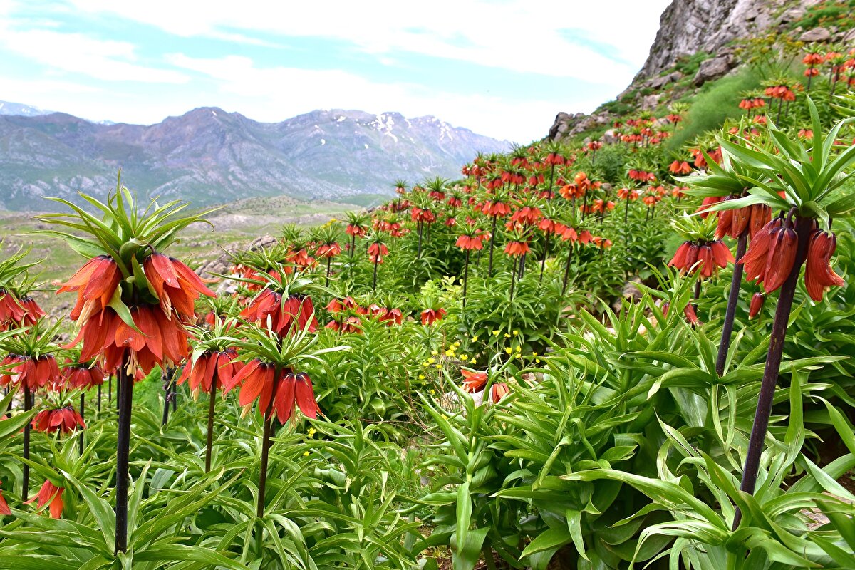 Ters lalelerin 20 gün boyunca yaşayabildiği aktarılan açıklamada, çiçeğin ilkbaharda dağları renklendirdiği aktarıldı.<br><br>
