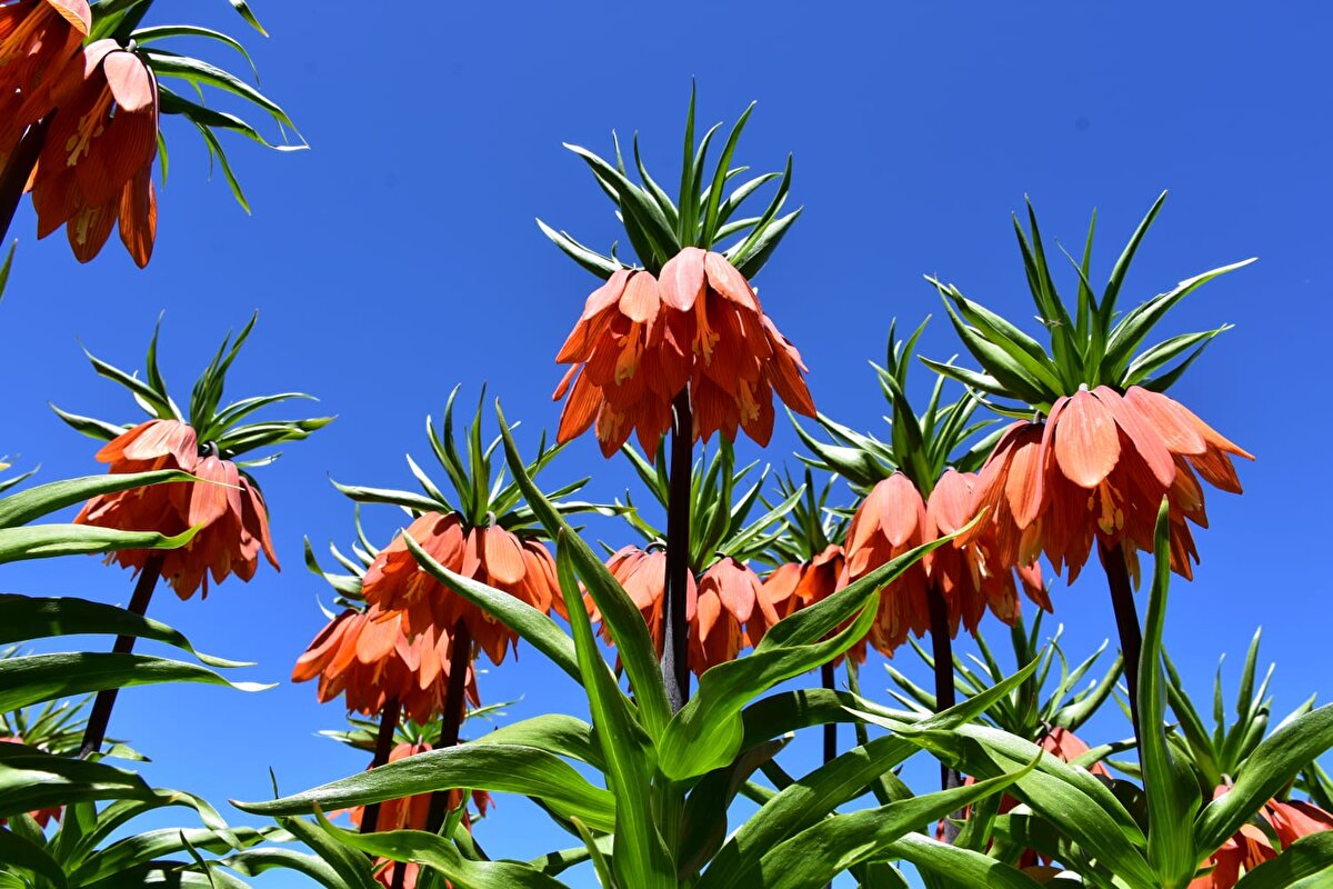 Ters lalelerin bölgenin bir değeri olduğu vurgulanan açıklamada, ters lalenin koparılmasının yasak olduğu, bunu koparanlara biyolojik çeşitliliği tahrip etme suçundan 244 bin 315 lira ceza uygulanacağı bildirildi.<br>