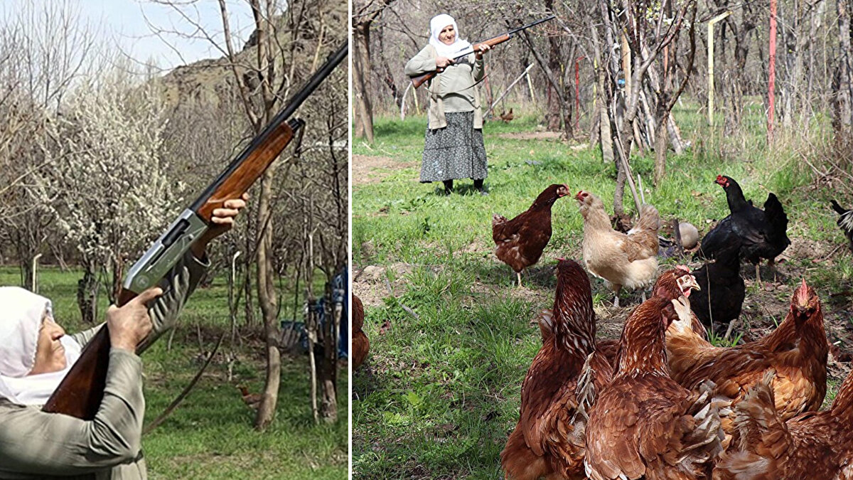 Çakal sayısında artış olduğunu belirten Kurt, "Tavukları sahipsiz bırakamaz olduk. Çakalları tavuklardan uzak tutmak için sürekli başlarında çoban gibi duruyoruz. Zaman zaman tüfek ile havaya ateş edip, korkutuyoruz. Tilkilere bağırınca tavuğu bırakıp kaçıyordu. Fakat çakallar öyle değil. Yanımızdan alıp, götürüyor.