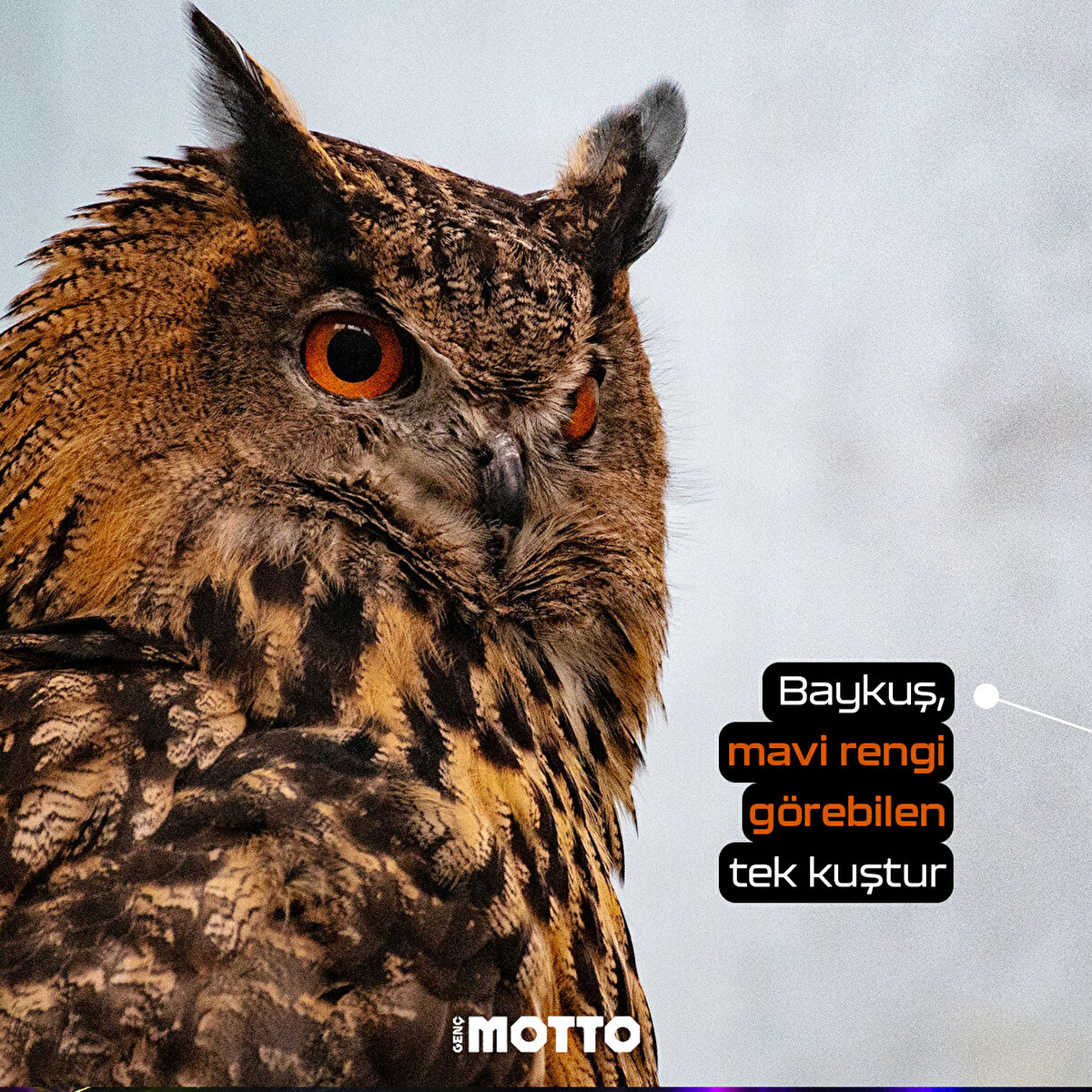 Baykuş, mavi rengi g&#246;rebilen tek kuştur