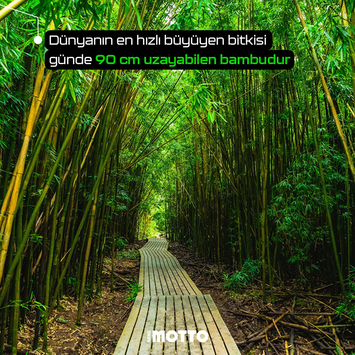 D&#252;nyanın en hızlı b&#252;y&#252;yen bitkisi g&#252;nde 90 cm uzayabilen bambudur