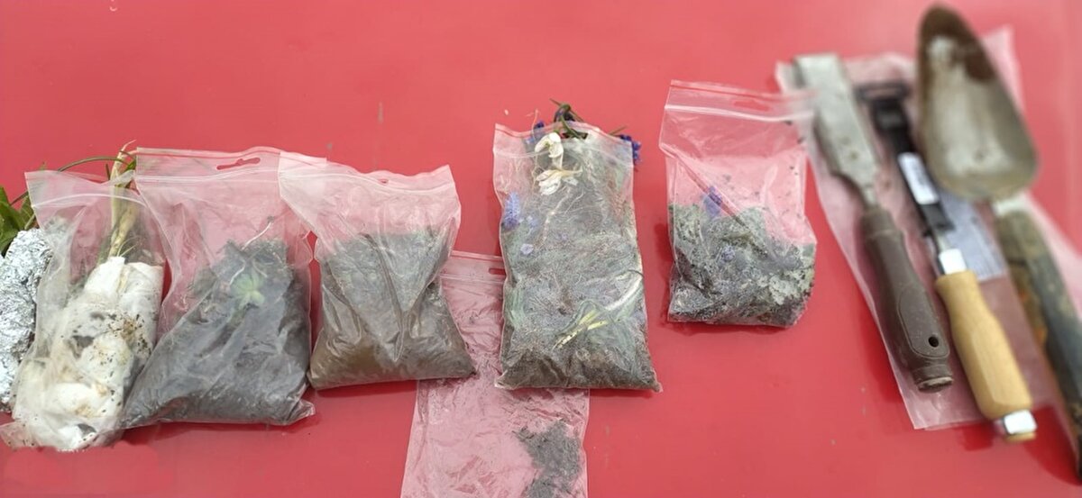 BİYOKAÇAKÇI OLDUKLARINDAN ŞÜPHELENDİLER<br><br>Tarım ve Orman Bakanlığı 11. Bölge Müdürlüğü'nden yapılan açıklamada, "Doğa Koruma ve Milli Parklar 11. Bölge Müdürlüğüne bağlı Amasya Şube Müdürlüğü teknik personellerince geçen 3 Nisan'da özellikli bitki toplumu alanında bulundukları esnada, yol kenarında park halinde yabancı plakalı araç ve arazide yerde bir şeylerle uğraşan biyokaçakçı olduklarından şüphelendikleri iki yabancı uyruklu kişi görüldü ve takibe alındı. Topladıkları değişik sayıda 12 farklı bitki türlerine ve söküm esnasında kullandıkları kürek ve kazıcı aletlere el konuldu. Tahrip yapan şüphelilerin her birine 244 bin 315 TL olmak üzere toplamda 488 bin 630 TL idari para cezası kesildi" denildi. 