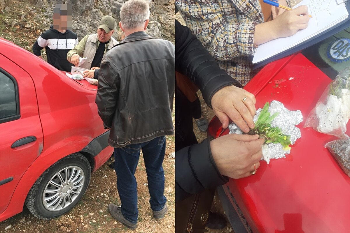 Geçen hafta Doğa Koruma ve Milli Parklar 11. Bölge Müdürlüğü'ne bağlı Amasya Şube Müdürlüğü teknik personeli, biyolojik çeşitlilik bitki türlerini incelemek için gittikleri özellikli bitki toplumu alanında yol kenarında park halinde bulunan yabancı plakalı bir araç gördü. Teknik personel takip ettikleri 2 kişinin yasak olmasına rağmen 12 farklı türde bitki topladığını belirledi. 