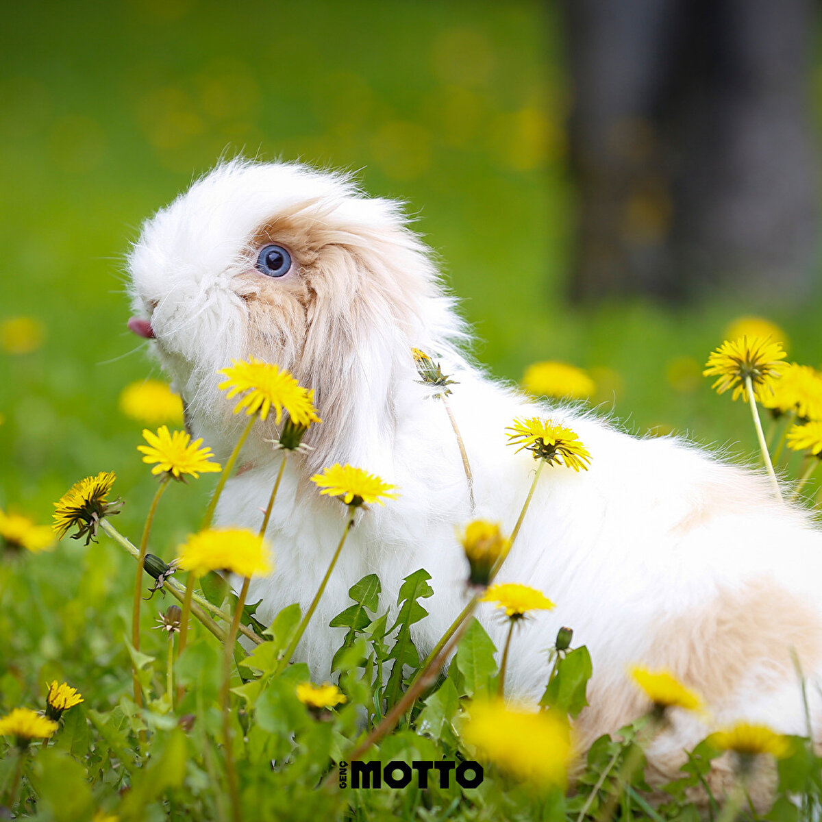 Çiçekler arasında Mocca