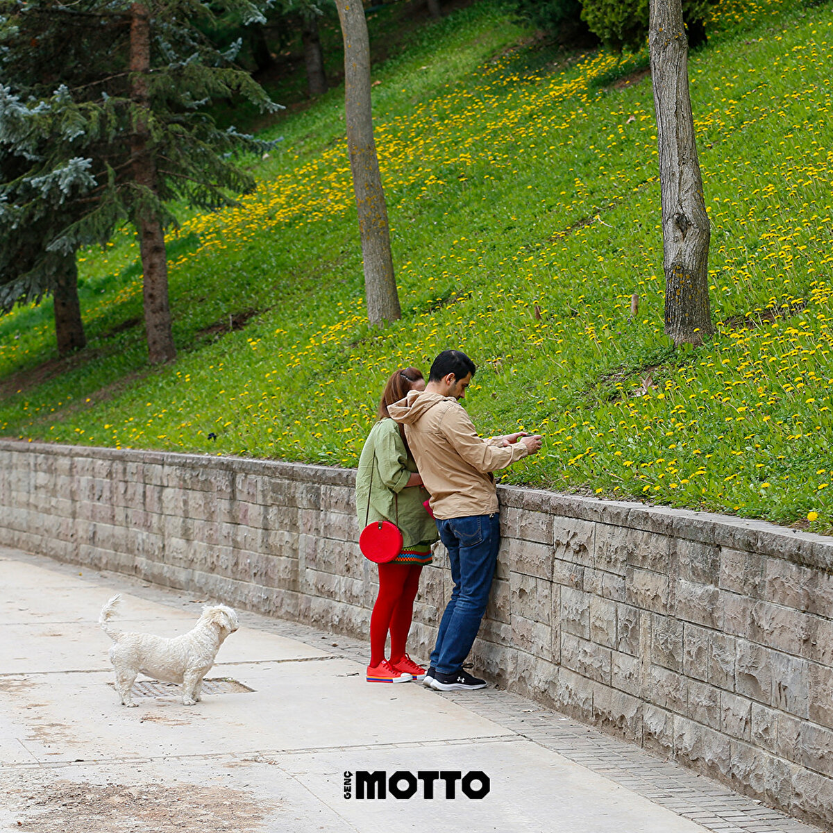 Yürüyüşe çıkmış bir köpek 