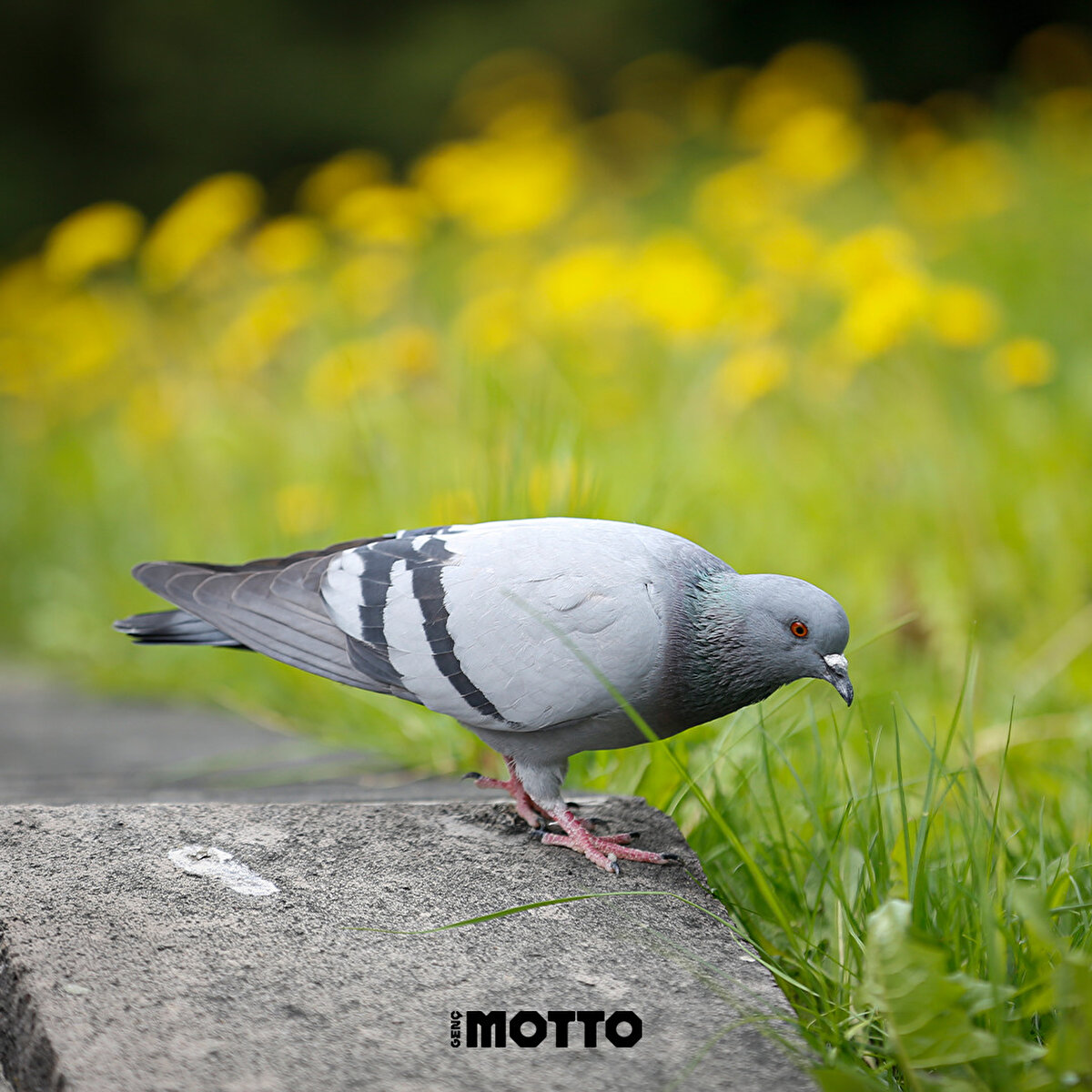 Parkın sakinlerinden bir güvercin 