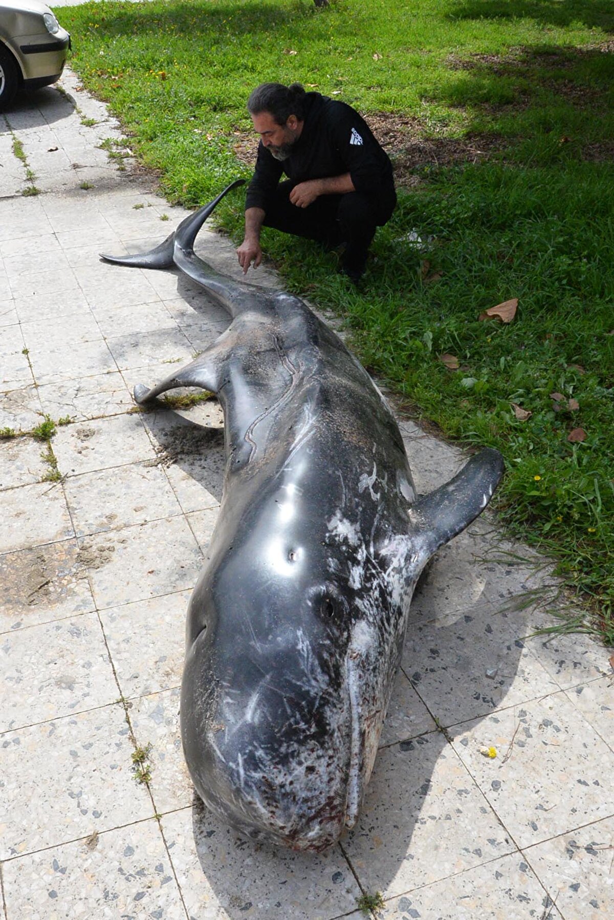 KIYIYA YAKIN OLMAYAN BİR TÜR<br>Prof. Dr. Deniz Ayas, "Kıyıya yakın görmeye alışık olmadığımız bir tür. Şişe burunlular gibi kıyıya yaklaşmayan bir tür. Atlantik'ten tutun, İndo Pasifik'e kadar bulunabiliyor. Türkiye denizlerinde de Ege ve Akdeniz'de var. Akdeniz'de daha nadir görülen bir yunus türüdür. Ölüm nedenini belirledikten sonra diğer yunus türleri ile yeniden değerlendirmek lazım. Çünkü buradaki insan faaliyetleri deniz memeleri üzerinde ciddi bir risk oluşturuyor. Bu yunusta da bizim gördüğümüz; balıkçılık faaliyetlerinde ip oturmaları dediğimiz derin kesiler var. Bu da hayvanda ciddi yaralanmalara nedeni olmuştur" diye konuştu.