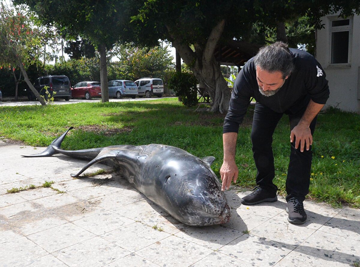 Akşam saatlerine doğru Kumkuyu Mahallesi sahiline ölü olarak vuran yunus, ekipler tarafından alınarak Mersin Üniversitesi Su Ürünleri Fakültesi Deniz Canlıları Müzesi'ne getirildi.