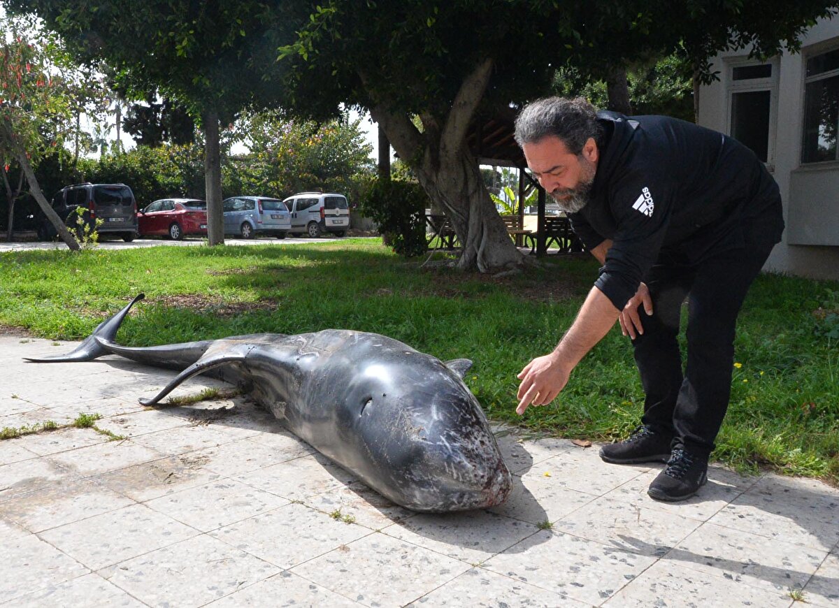 ÖLÜM NEDENİ NEKROPSİDE BELLİ OLCAK<br>Prof. Dr. Deniz Ayas, türün boz yunus olduğunu ve açık denizlerde yaşadığını belirterek, "Genel olarak dişi bir birey 3,35 metre boyunda 360 kilo ağırlığında boz yunus bireyi. Genel yapısında çok eski yaralar var. Aslında bu hayvanlar sosyal ilişkilerinde birbirine zarar verebiliyor. O yaraların dışında yeni oluşmuş yaralar var. Bu yaralara baktığımızda genel olarak özellikle kafa bölgesinde ip oturması şeklinde derin çizgiler var. Bu da bize balıkçı ağında zarar gördüğünü gösteriyor. Boz yunus ve diğer yunuslar balıkçılık faaliyetlerinde hem de deniz altındaki diğer gürültüden de etkilenen canlılardır. Çünkü bunlar ekolokasyon dediğimiz sistemle yer, yön ve avlarını bulabiliyorlar. Bu ekolokasyon sistemi, gürültü kaynakları bu canlılara çok zarar verebiliyor. Biz bunun kesin ölüm nedenini nekropsi yaptıktan sonra belirleyeceğiz" dedi.