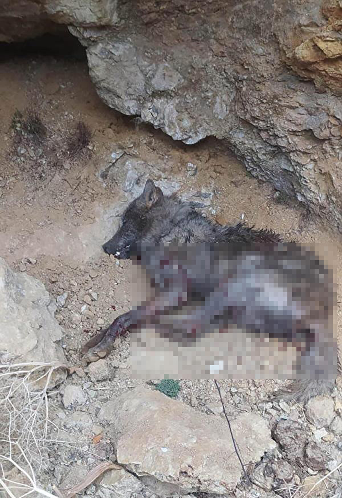 MAĞARADA SIKIŞTIRILIP ÖLDÜRÜLDÜ<br><br>Kurdu yakalamak için köpeklerle peşine düşen köylüler, bir mağarada kıstırdıkları kurdu av tüfeği ile vurarak öldürdü. Olayı haber alan jandarma ekipleri de köye geldi.<br><br>Kurt saldırısını hafif yaralarla atlatan İlhami Akbulut ve Vediye Kırmızıaslan, Tortum Devlet Hastanesi’nde ayakta tedavi edilerek taburcu oldu. Çenesinden ağır yaralanan Destegül Uğurlu ile bacağından ısırılan Serdar Aydınlı Erzurum’a getirildi.<br><br>Serdar Aydınlı, Erzurum Şehir Hastanesi acil servisindeki tedavisinin ardından taburcu edilirken Destegül Uğurlu ise Atatürk Üniversitesi Araştırma Hastanesi Çene Cerrahisi Kliniğinde tedavi altına alındı.<br><br>