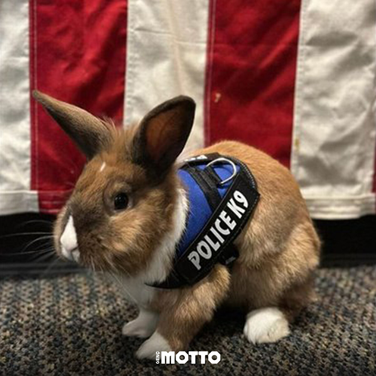 Uysal ve arkadaş canlısı olduğu ifade edilen tavşana Percy ismini verdiler ve 'K9' üniforması giydirdiler<br>