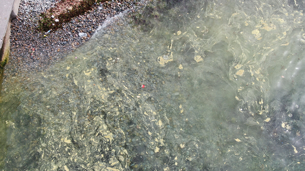 AÇIKTA VE DİP OLDUĞUNU DÜŞÜNMÜYORUZ <br><br><br>Caddebostan sahile eğitime gelen Türk Balıkadamlar Kulubü eğitmeni Serdar Özdemir ise "Arkadaşlarımızla pratik eğitimimizi yapacağız, denizin yüzeyinde müsilaj gözüküyor kıyı kesiminde .Ama açıkta ve dipte olduğunu düşünmüyoruz. Onu dalış sırasında tespit edeceğiz. Şu an bir sıkıntı gözükmüyor, eğitimimize başlayacağız " diye konuştu.