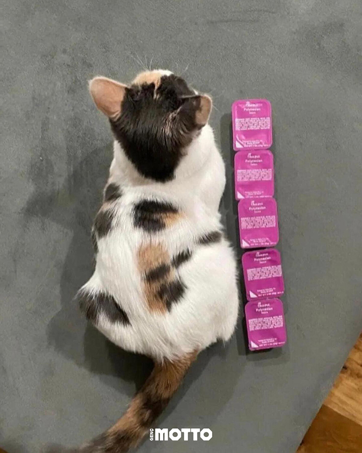 Ana yemeğe geçiyorum 😹