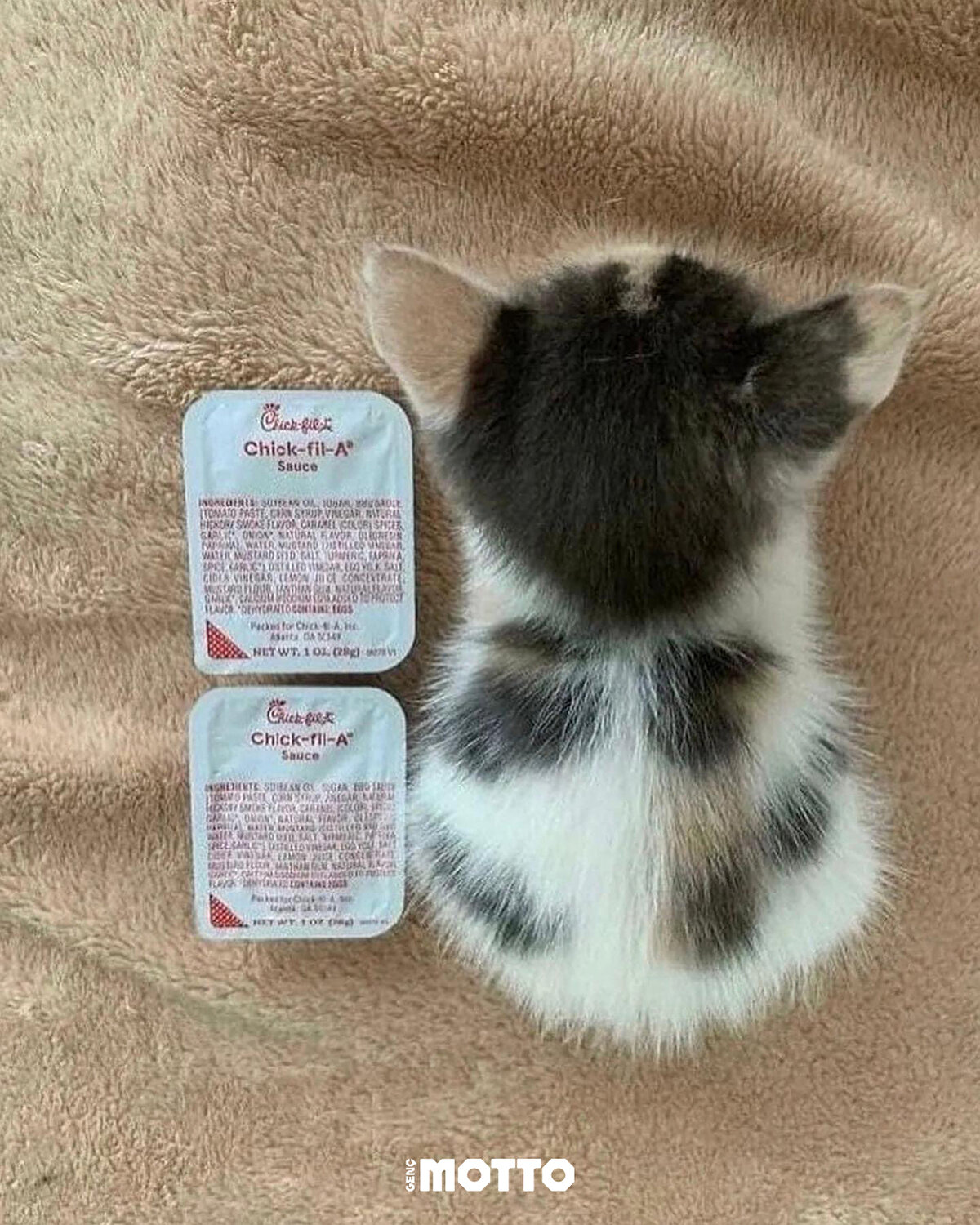 Ezanı beklerken 🐱