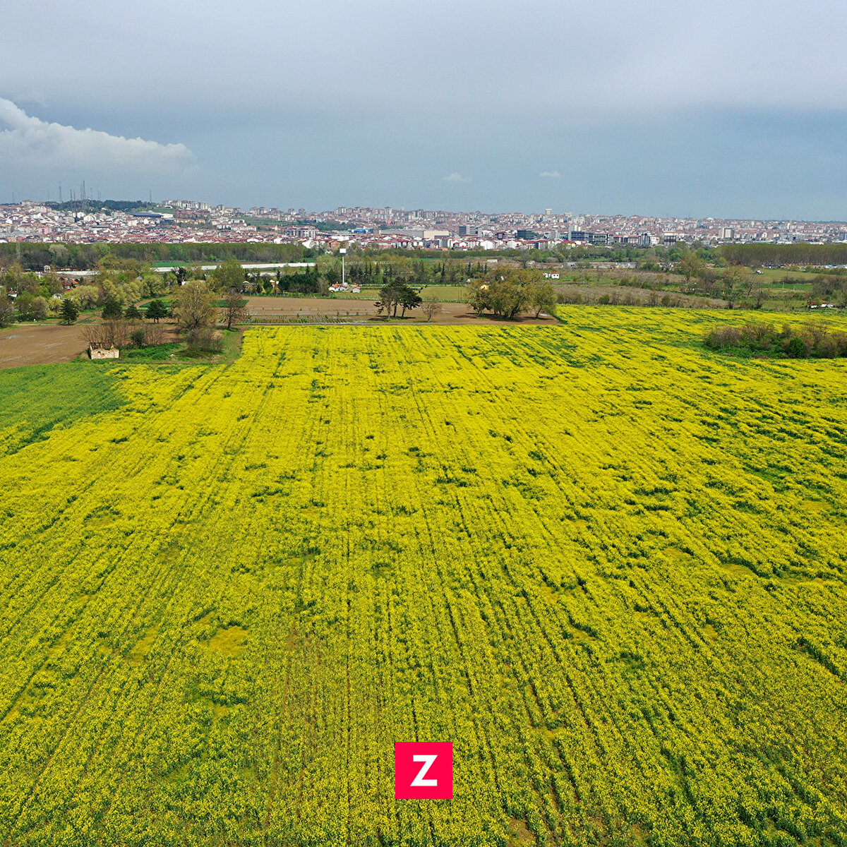 Kırklareli'nde kanola ekiminde büyük bir artış yaşandığını belirten Aksoy, bitkinin kök yapısının sağlam, yağ oranının yüksek ve bakımının kolay olmasının kanolaya olan ilgiyi artırdığını ifade etti.