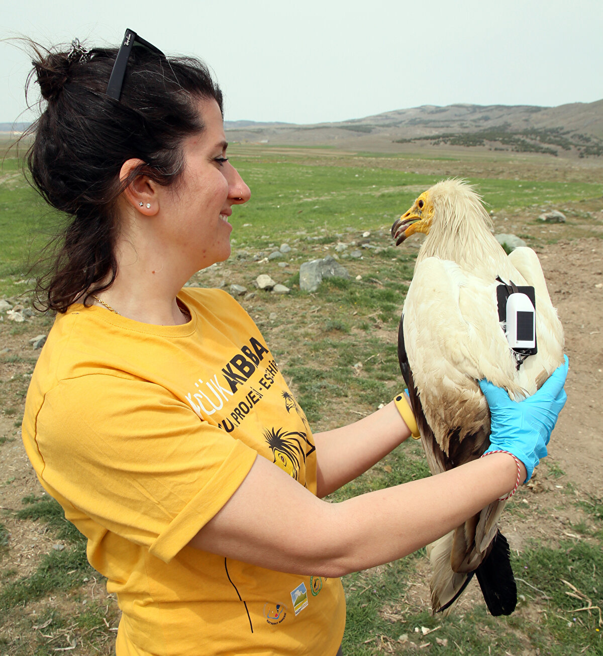 26 Eylül'de Çad sınırlarına giren Midas, 3 Kasım'a kadar burada beslenip daha sonra Sudan'a geçti. Midas, 7 gün süren yolculuğunun ardından Kordofan Eyaleti'nin merkezi Kadugli şehrine yerleşti.<br><br>Kış aylarında Sudan'ın yerleşim noktalarına yakın bölgelerde beslenen akbaba, Güney Sudan'a geçerek Unity eyaletinin yerleşim yeri ve bozkır alanlarını da kullandı.