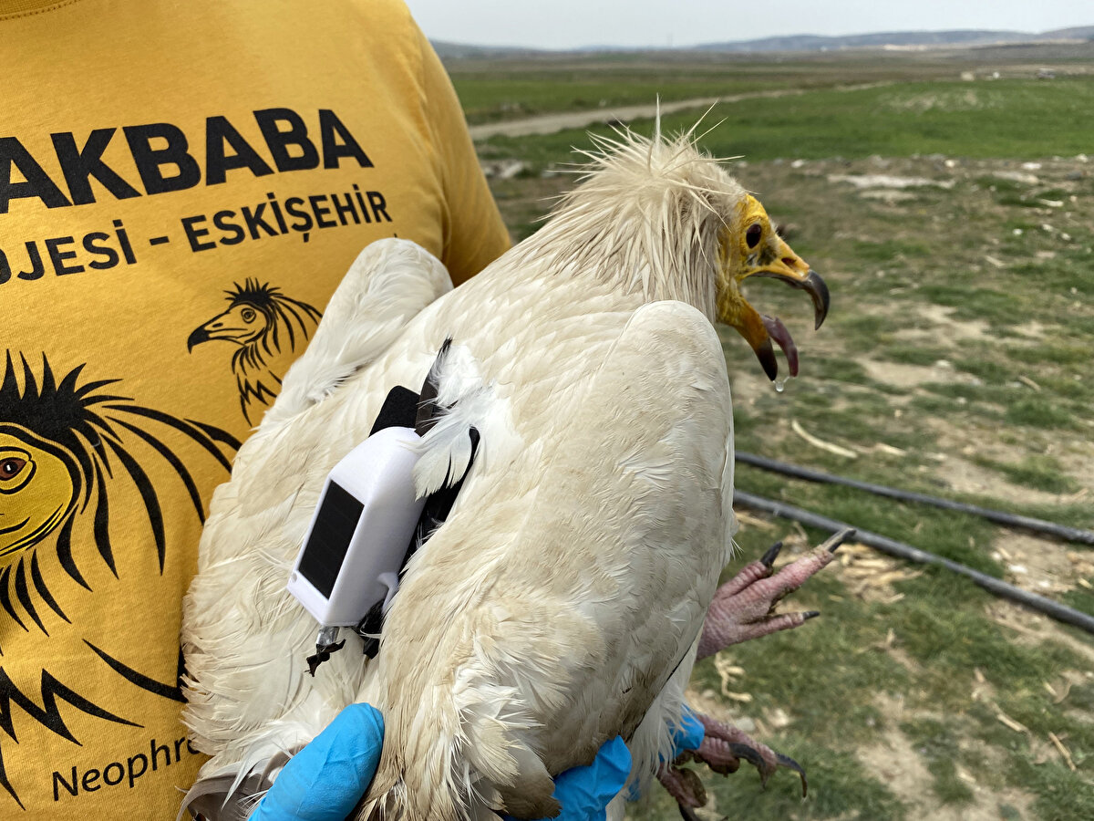 5 AY BOYUNCA ESKİŞEHİR'DE VAKİT GEÇİRDİ<br><br>23 Nisan 2022'de doğaya bırakılan, "Midas" adı verilen akbaba, yaklaşık 5 ay boyunca Eskişehir civarında vakit geçirip havanın soğumasıyla eylülde güneye doğru göçe başladı.