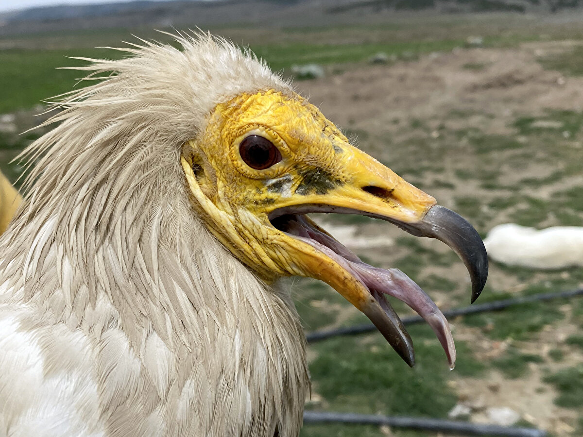Midas, yaklaşık 5,5 ay burada kaldıktan sonra başladığı dönüş yolculuğunda Ürdün ve Mısır çöllerini aşıp Süveyş kanalına ulaşınca göçtüğü rotaya bağlanarak hemen hemen aynı noktalardan geçip 3 Nisan 2023'te İskenderun'dan Türkiye'ye giriş yaptı.<br><br>