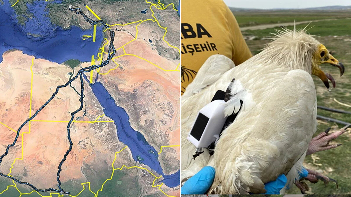 Eskişehir Büyükşehir Belediyesi Hayvanat Bahçesi Müdürlüğü ile KuzeyDoğa Derneğinin yürüttüğü "Küçük Akbaba Koruma Projesi" kapsamında yapılan çalışmalarda küçük akbaba yakalandı.<br>Dünya Doğa ve Doğal Kaynakları Koruma Birliğince (IUCN) nesli tükenme riskiyle karşı karşıya olan türler arasına alınan ve kırmızı listede kritik seviyede yer alan küçük akbaba (Neophron percnopterus), ekiplerce halkalanıp uydu vericisi takılarak doğal ortamına salındı.<br><br>