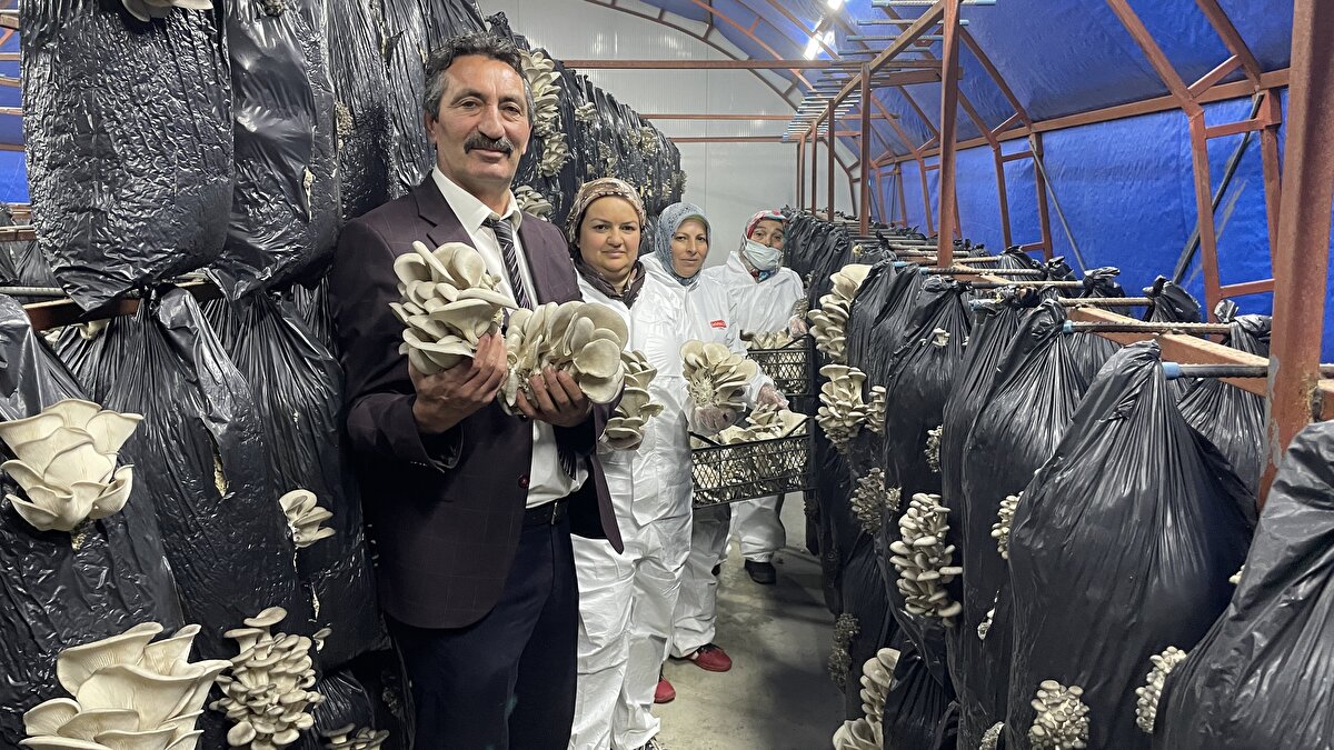 "Çandır'ı Orta Anadolu'nun mantar merkezi haline getireceğiz"<br><br>Elektriğin belediyemiz tarafından kurulan güneş enerji santralinden karşılandığını belirten Esim, şunları kaydetti:<br><br>"Mantar maliyetini düşürdüğü için daha fazla istihdam oluşturuyoruz. Başta tek çadır varken 2 işçi çalıştırıyordu, şu an 12 çadırımız var, 12 işçi çalıştırıyoruz. İstihdamı artırabilmek için burayı büyütmeyi, ilave projeler yapmayı düşünüyoruz. Kendimiz kompostumuzu yapıyoruz ama bunu yüksek teknolojide steril olarak üretebilmek için yeni bir proje çalışmamız oldu. Orta Anadolu Kalkınma Ajansına bu projeyi sunduk. O da geçti. Şu an onun üretimine başlamak üzereyiz. Bu sayede Türkiye'nin neresinden olursa olsun isteyenlere hem kompost hem mantar gönderebileceğiz. Çandır'ı, Orta Anadolu'nun mantar merkezi haline inşallah getireceğiz."