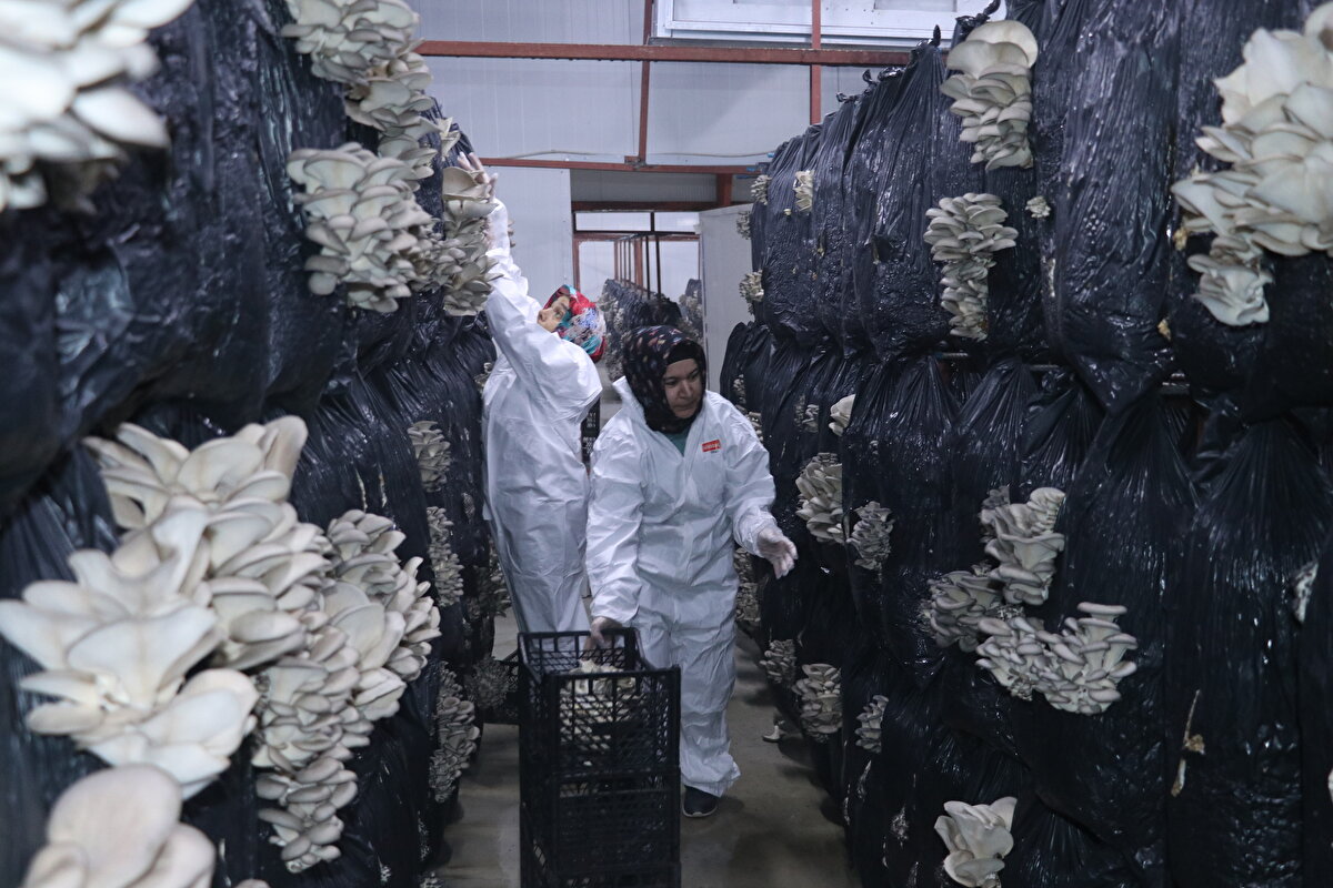 İşçilerden Gülay Çolak da Çandır Belediyesinin girişimi ve devlet desteğiyle kurulan tesis açılınca burada çalışmaya başladığını belirterek, "Burada 1,5 yıldır çalışıyorum. 12 kişi çalışıyoruz, evimize ekmek götürüyoruz" ifadesini kullandı.<br><br>