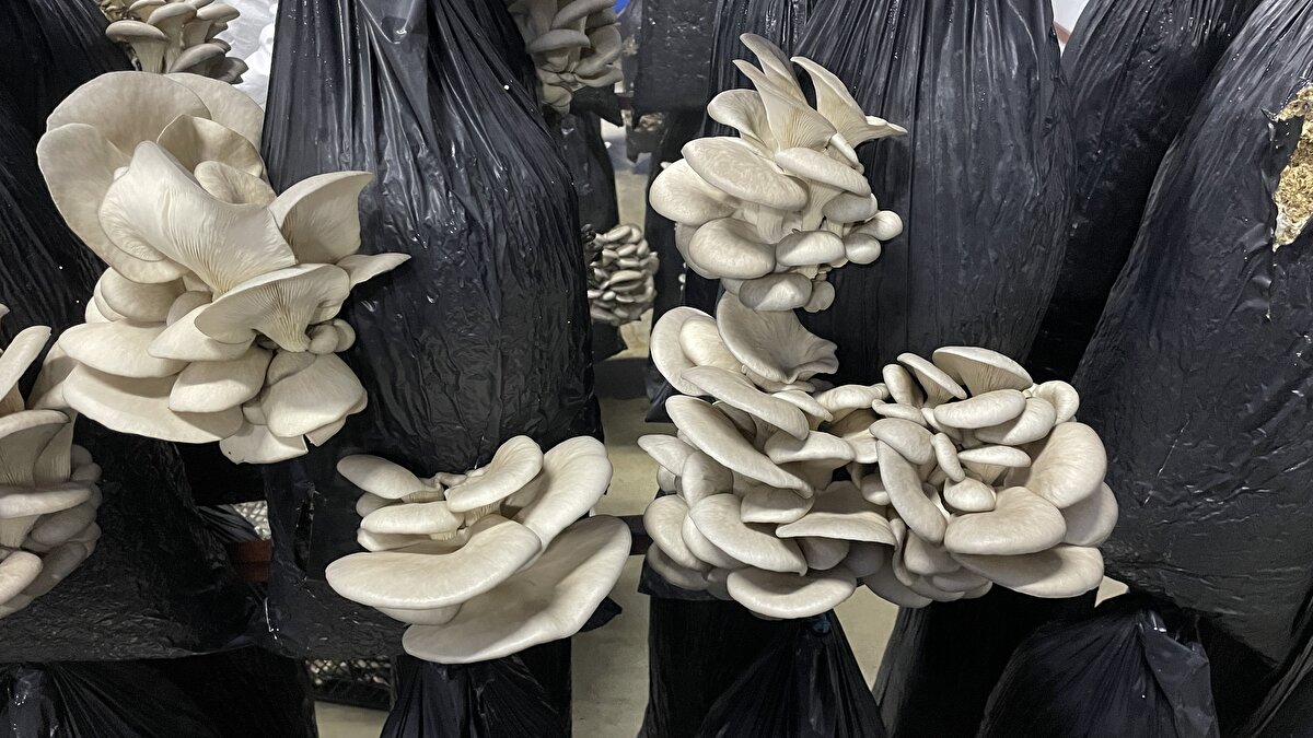 Üretim maliyetini düşürmek isteyen belediye, kurduğu güneş enerjisi santrali sayesinde 990 kilovatsaat elektrik üreterek tesisin ihtiyacını karşıladı, yine ORAN Kalkınma Ajansı'nın desteğiyle mantar kompost üretim tesisi kurdu.<br><br>