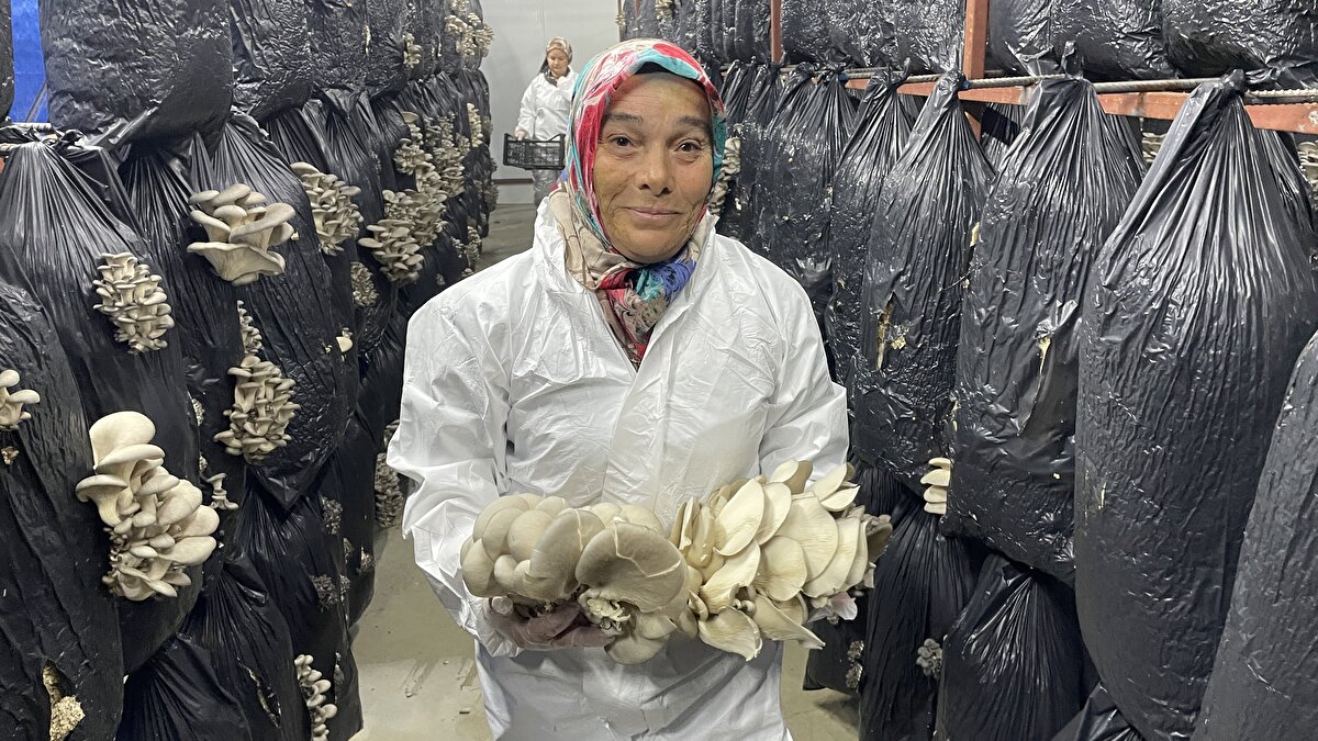 KOP Bölge Kalkınma İdaresi Başkanlığı'ndan alınan 95 bin lira destekle 100 metrekarelik mantar üretim çadırı kuruldu, Halk Eğitim Merkezi Müdürlüğü'nce 112 kişiye mantar yetiştiriciliği kursu verildi.<br><br>