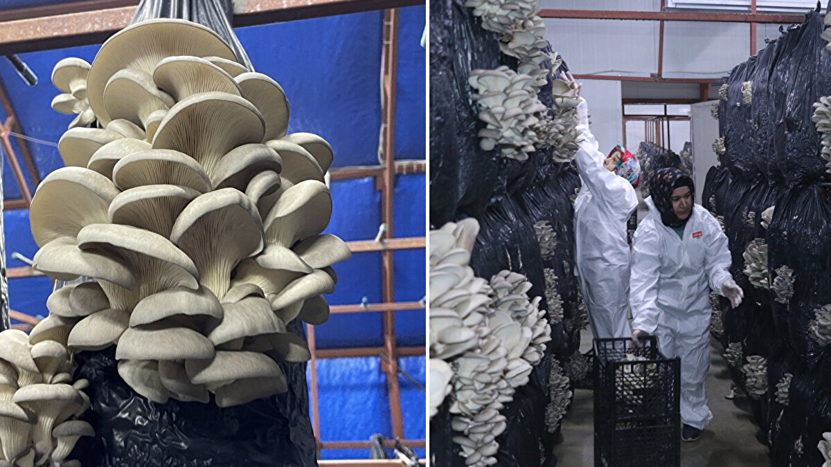 Çandır Belediyesi öncülüğünde 2020 yılında İlçe Tarım ve Orman Müdürlüğü ve Halk Eğitim Merkezi Müdürlüğü iş birliğiyle "KOP'la İstiridye Mantarı Üretiyorum, Refaha Kavuşuyorum" projesi hazırlandı.