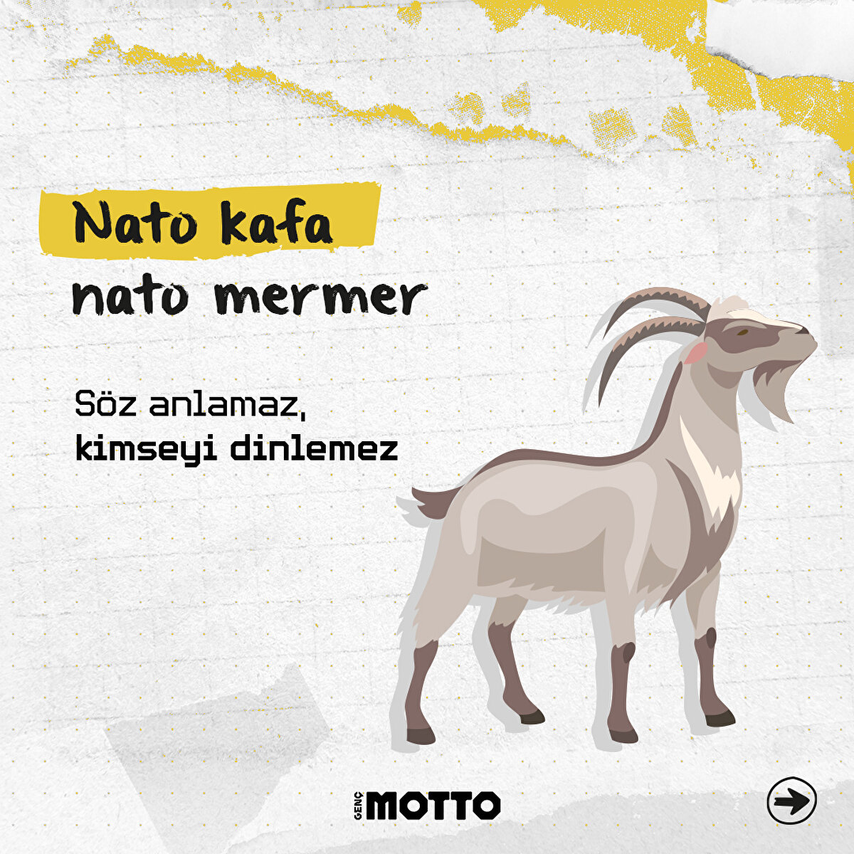 Nato kafa nato mermer: Söz anlamaz, kimseyi dinlemez