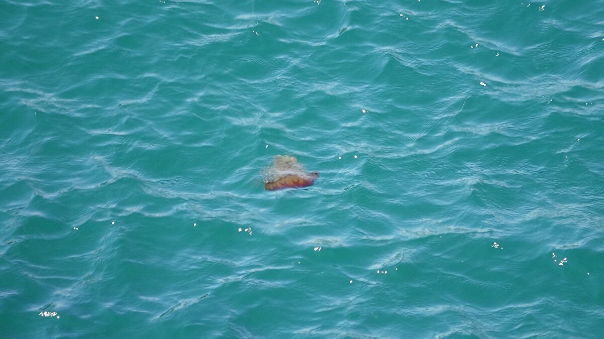 ÇOMÜ Deniz Bilimleri ve Teknolojisi Fakültesi Öğretim Üyesi Prof. Dr. Muhammet Türkoğlu, kırmızı, kahverengi ve sarı renklerde olabilen, 1,5 metreyi bulan tentaküllere (dokunaç) sahip denizanalarına karşı halkı duyarlı olmaları konusunda uyardı.