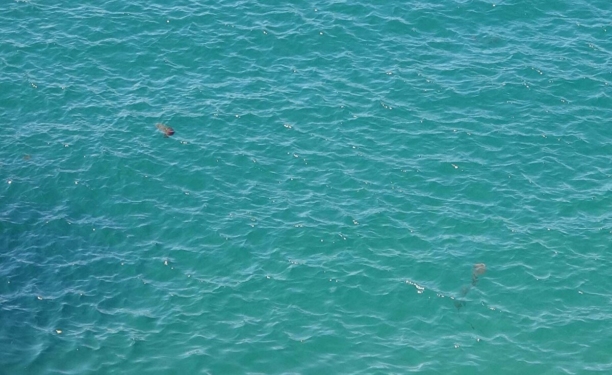'BALIK POPÜLASYONUNUN ZAYIFLAMASI NOKTASINDA ÖNEMLİ ETKİLERİ VAR'<br>Pusula denizanalarının insan sağlığı kadar balık popülasyonu için de tehlikeli olduğunu vurgulayan Prof. Dr. Türkoğlu, "Bu tür denizanalarının et oburdur. Daha çok balık yumurtaları ve larvalarla beslendiği için sayıları artıkça, o bölgedeki balık popülasyonunun zayıflamasına da neden oluyorlar. Suyun kirliliğiyle birlikte özellikle bu bölgeye has bazı türlerin popülasyon yoğunluğunda azalmalara sebep olabilecek ekolojik bir etkiye sahipler. Balıklar için yeterli besin bulamama sonucunu doğruyorlar. Bu tür denizanaları balık avcılığında da önemli problemler yaratıyor" ifadelerini kullandı.