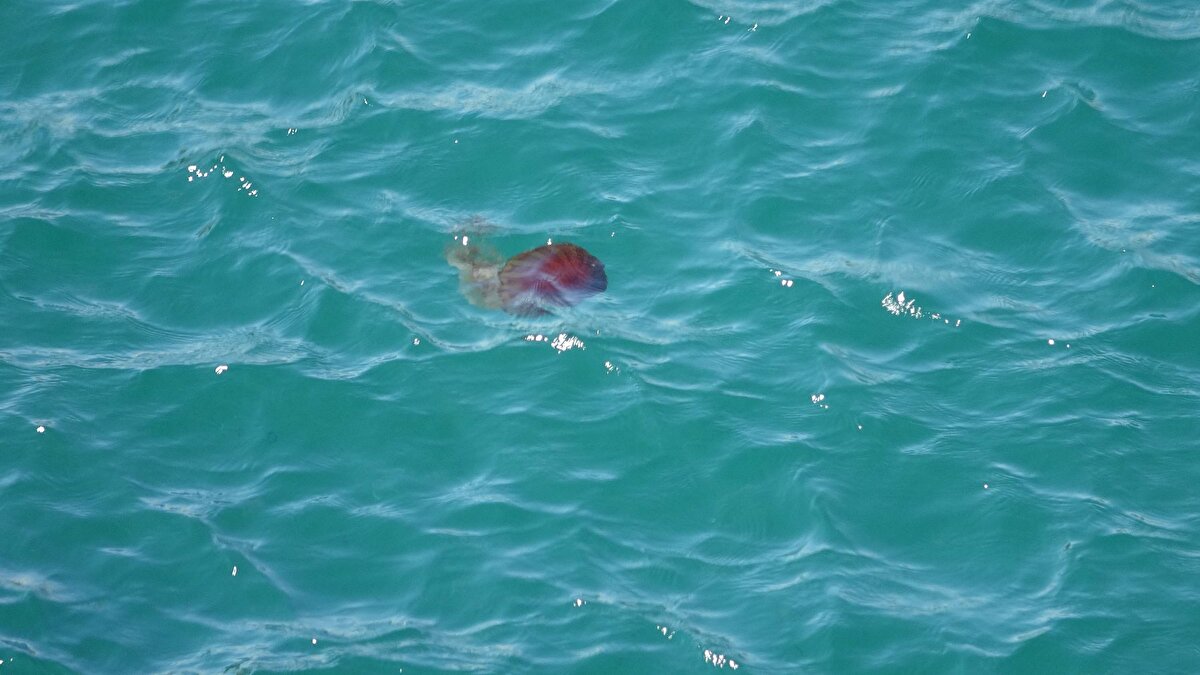 MARMARA DENİZİ'NDEKİ BU PROBLEMİ ÇÖZÜME KAVUŞTURABİLİRİZ'<br>Prof. Dr. Türkoğlu denizlerin kirletilmemesi gerektiğini belirterek şunları söyledi:<br>"Denizleri kirletmeyeceğiz. İklim değişimiyle birlikte zaten sular ısınıyor. Suların ısınmasını kısa sürede durdurma şansımız yok ama kirliliği kısa süre içerisinde durdurabiliriz. Marmara iki su kütlesine sahip. Hızlı akan, hem dip hem de yüzey akıntı olan sistemi var. Biz İstanbul gibi metropollerin kirliliğini bertaraf edebilirsek Marmara Denizi'ndeki bu problemi de çözüme kavuşturabiliriz" dedi.