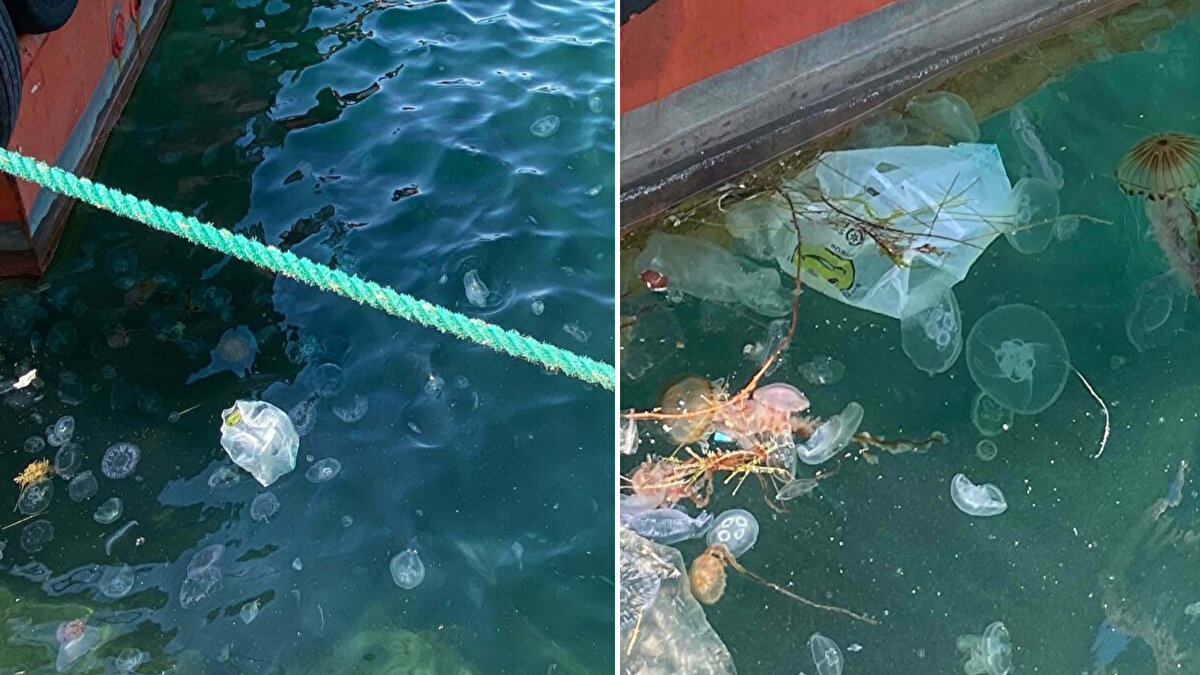 Doğal yaşam alanları Akdeniz ve Ege olan 'zehirli' olarak bilinen pusula denizanaları (chrysaora hysoscella) son 1 yıldır Çanakkale Boğazı'nda daha çok görülmeye başladı.