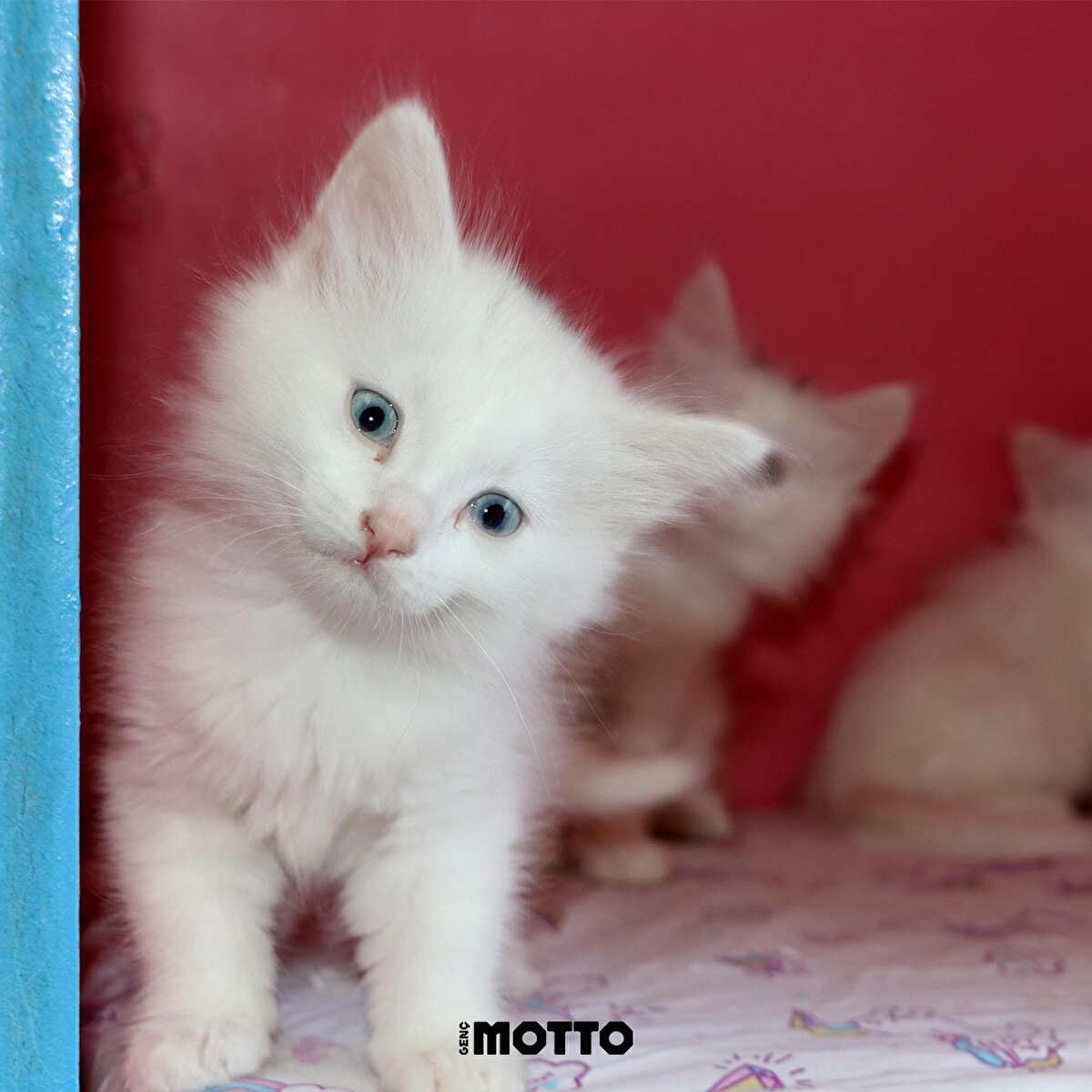 Aralarında güzelliği tescili Mia'nın 4 yavrusu da var