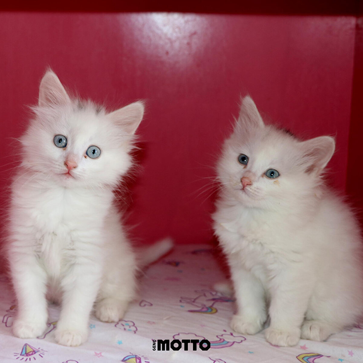 Doğurduğu 4 yavrusuyla diğer anne kediler gibi özel bakımda tutuluyor