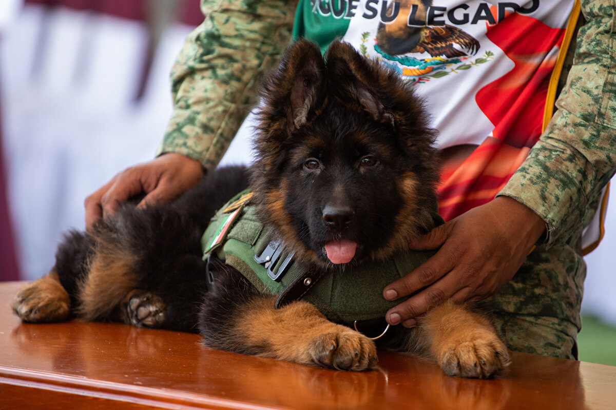 Arkadaş, depremlere ve diğer doğal afetlerin yaşandığı noktalarda hayatta kalanların yerini tespit etmeye yardımcı olma konusunda uzmanlaşmış Meksika'nın ünlü köpek birimine katılacak.