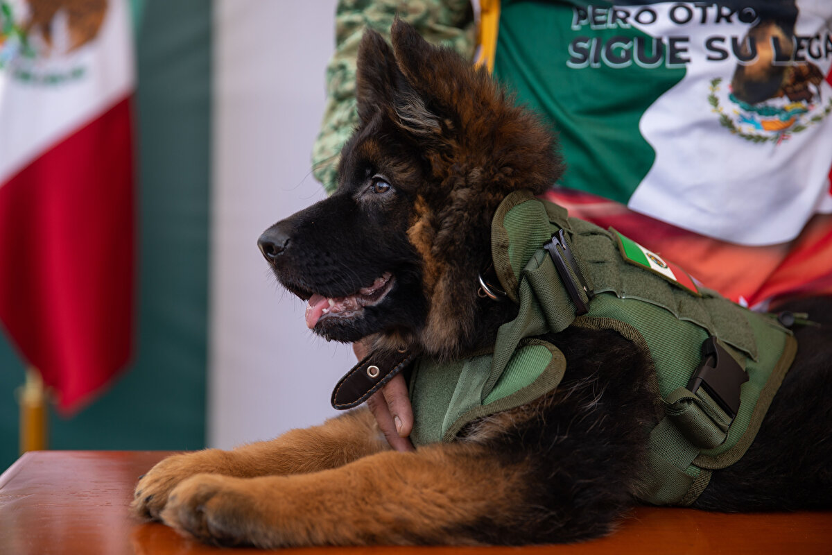 Meksika, Alman kurdu olan Proteo'ya bu yılın başlarında askeri bir cenaze töreniyle saygı duruşunda bulundu.